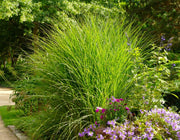 Chinaschilf - Miscanthus sinensis Gracillimus - weitere Ansicht